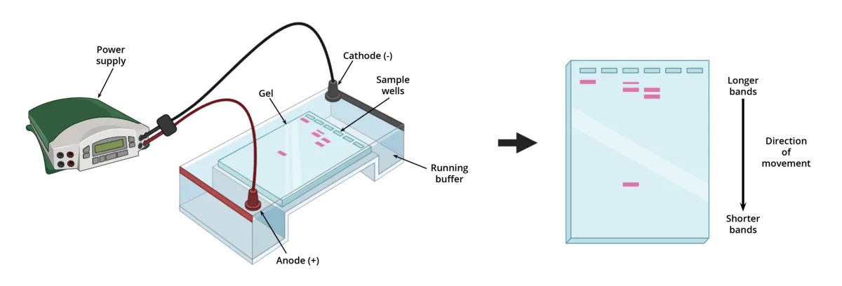 Electrophoresis Image 0