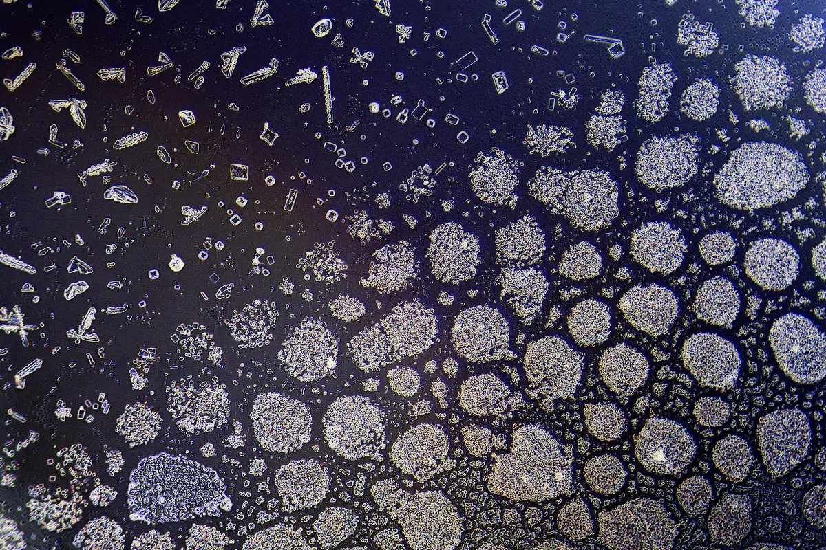 Microscopy 4