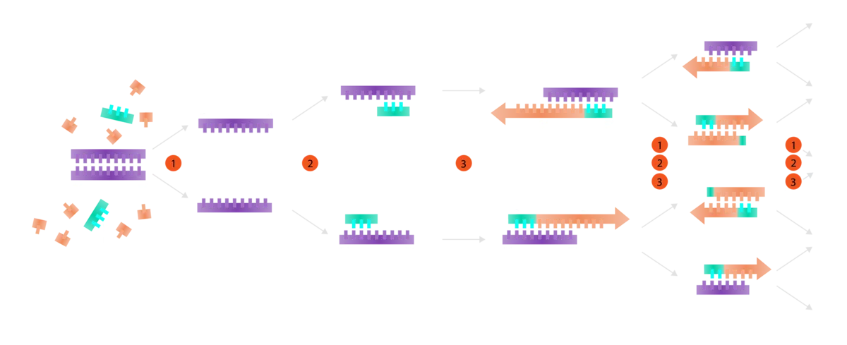 PCR Reaction